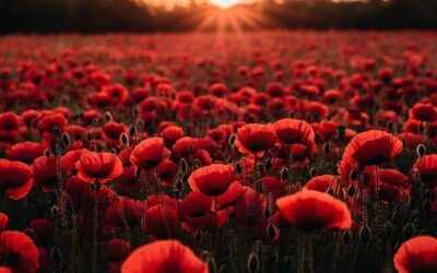 StockCake-Sunset_Poppies_Field_1762803408